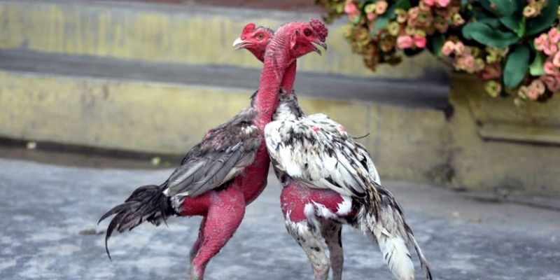 Cách chọn gà đá chú trọng giống kê danh tiếng