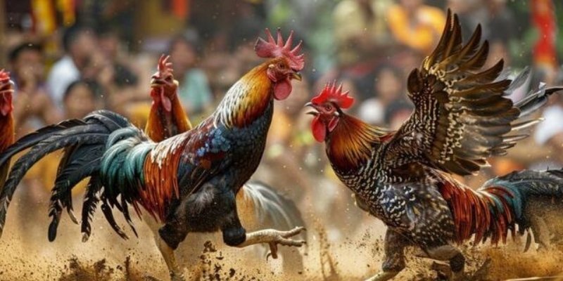 Cao thủ AE888 bật mí chiến thuật chơi chọi kê C3 chuẩn xác