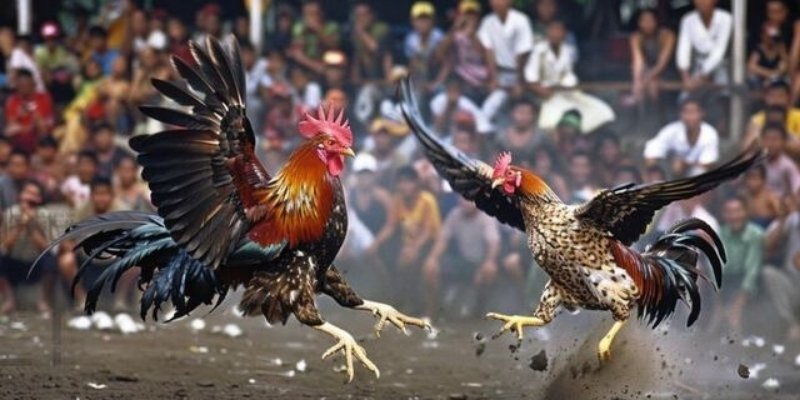 Chia sẻ cách theo dõi và tham gia cược chọi kê trực tiếp