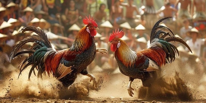 Chia sẻ kinh nghiệm cược chọi kê hiệu quả, hạn chế thua lỗ