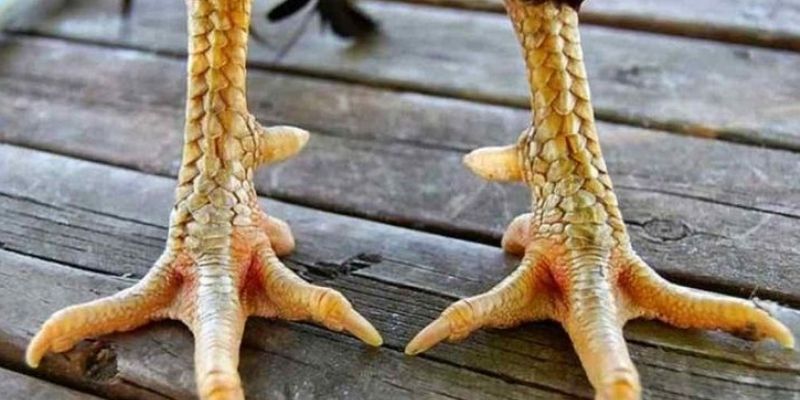 Cựa gà đá quyết định đến vận mệnh