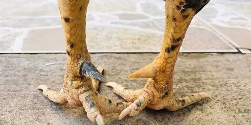 Cựa gà đá phản ánh phần nào sức mạnh chiến kê