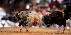 Đá gà Thomo không chỉ là màn so tài