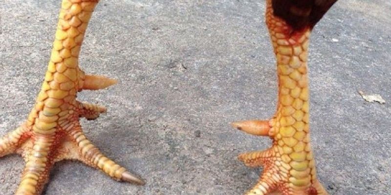 Dạng hiếm có trên chiến kê thiên hướng tấn công