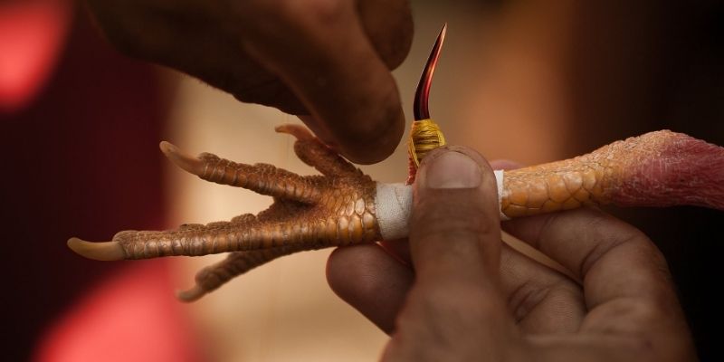 Gắn đúng chuẩn để chiến kê tự tin hoạt động