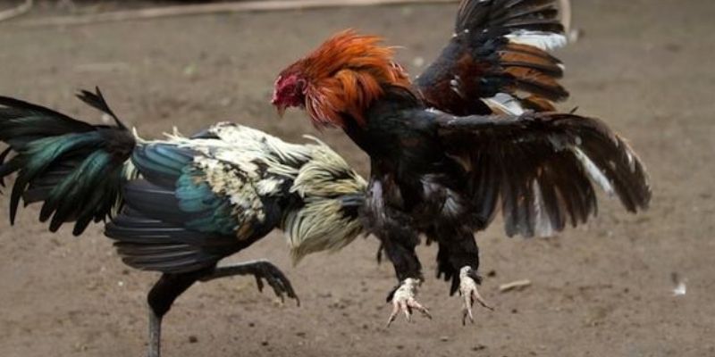 Kèo cược đá gà trực tiếp 4K đa dạng