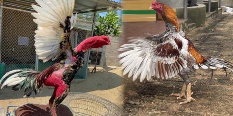 Lựa chọn chuẩn xác bằng cách quan sát kỹ lưỡng