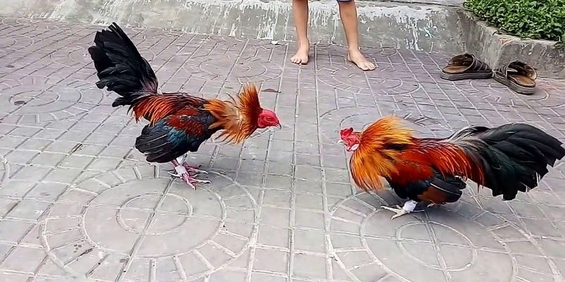 Mẹo cược trận đấu đá gà tre hiệu quả cao