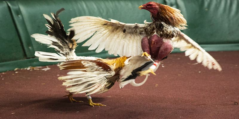 Muốn thắng lớn, trước hết hãy nắm chắc luật đá gà Mỹ