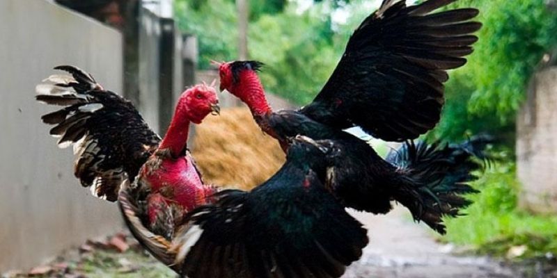 Nhận biết kê chiến chuẩn để tự tin xuống tiền