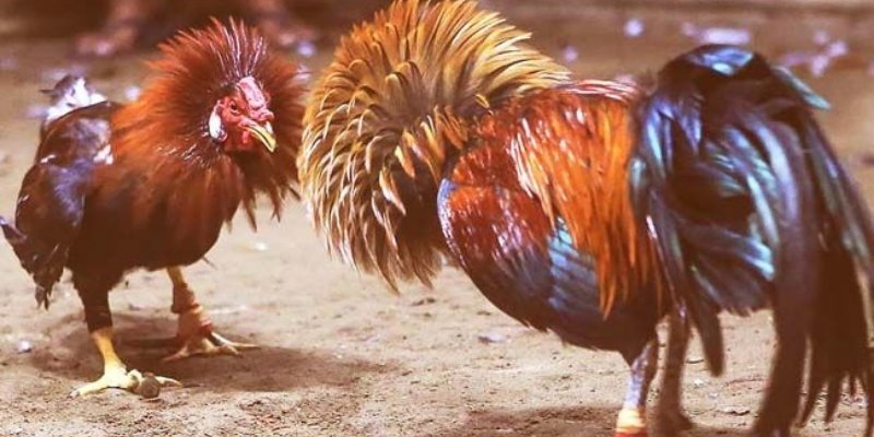 Những cửa cược kê phổ biến để người chơi dễ dàng xuống tiền