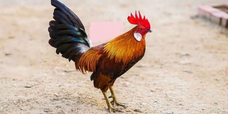 Thông tin cơ bản về trận đấu chọi gà tre