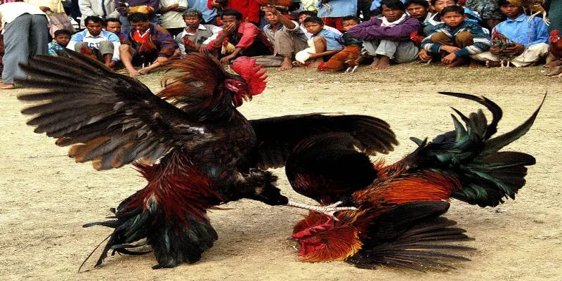 Chơi đá gà C4 trực tiếp với các mẹo từ cao thủ lâu năm