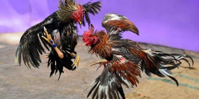 Trải nghiệm đấu kê hàng đầu tại AE888