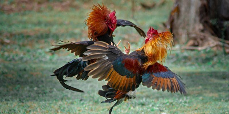 Xem kỹ diễn biến trên livestream để dự đoán phong độ 